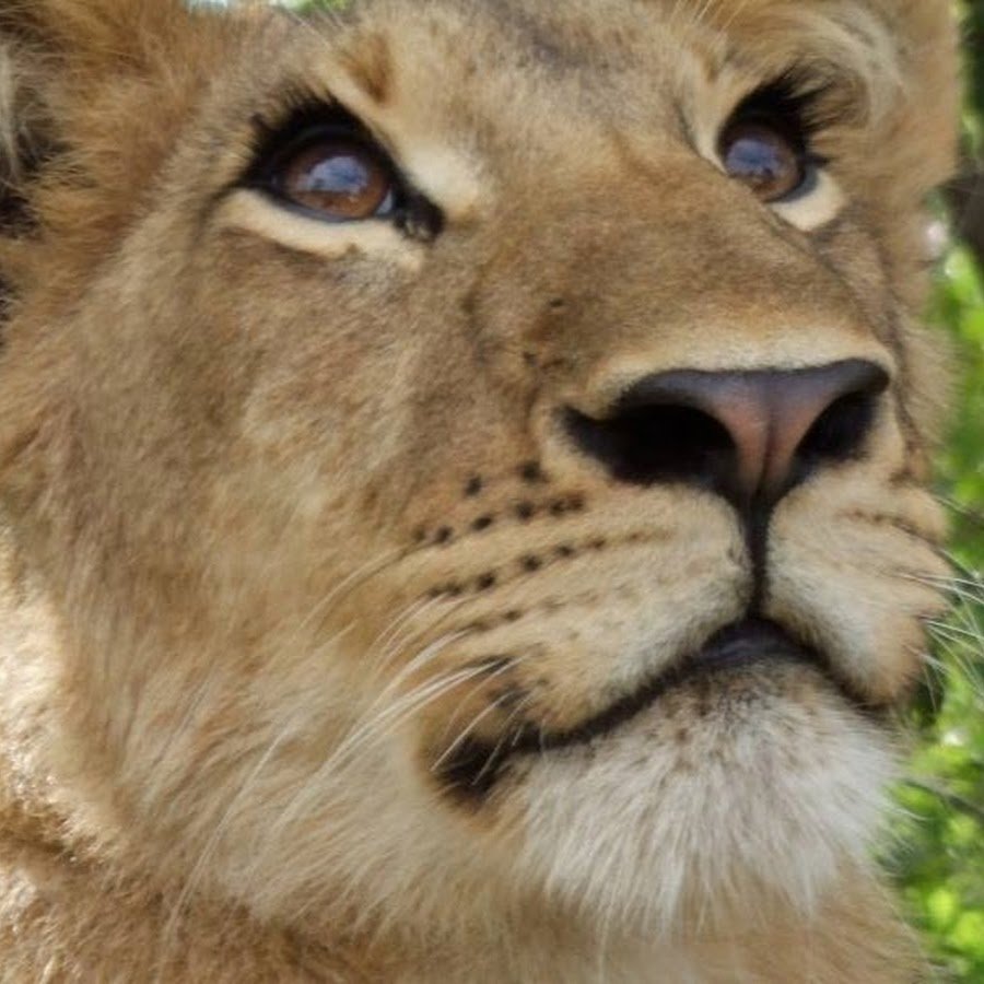 Драная львица