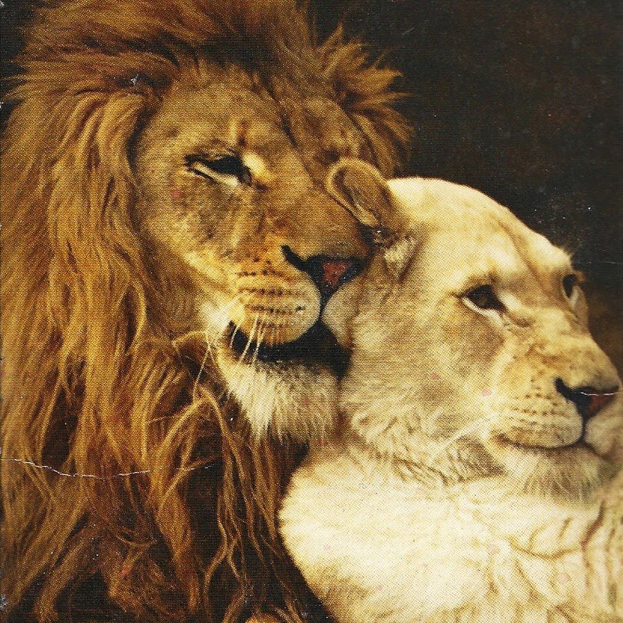 Львица защищает львенка