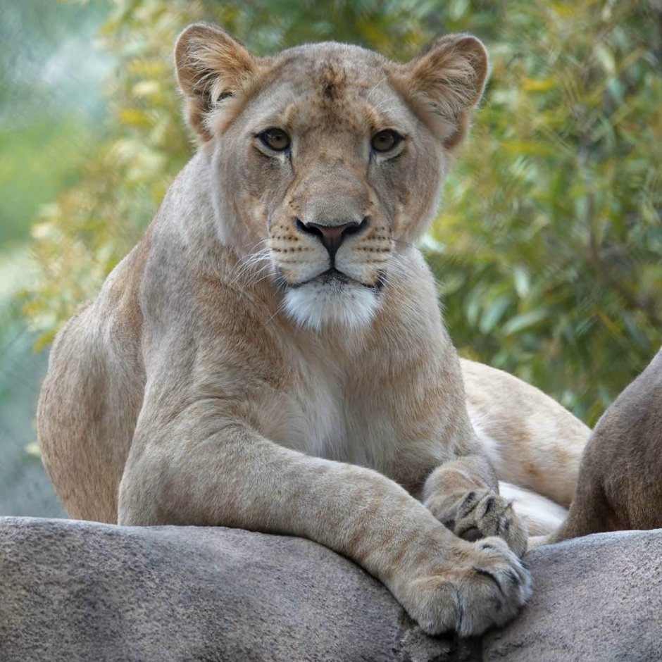 Пара животных на Светлом фоне