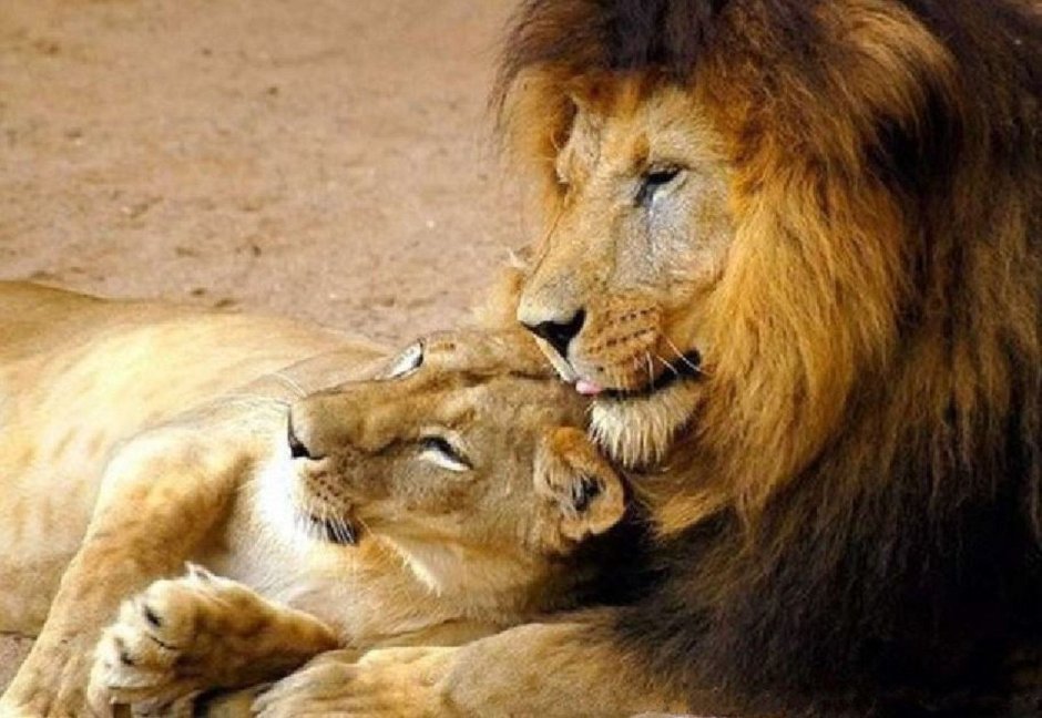 Цитаты со львами про любовь