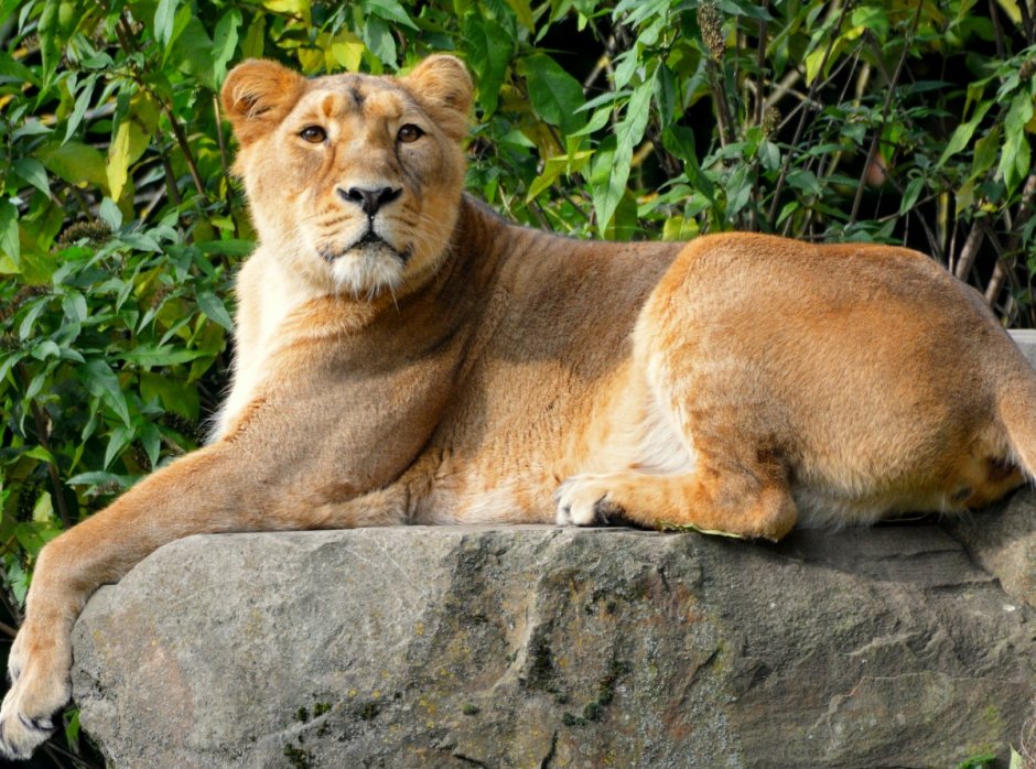 Гордая львица