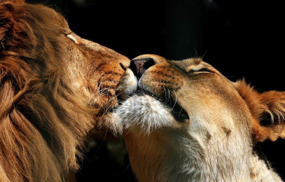 Львица защищает львенка