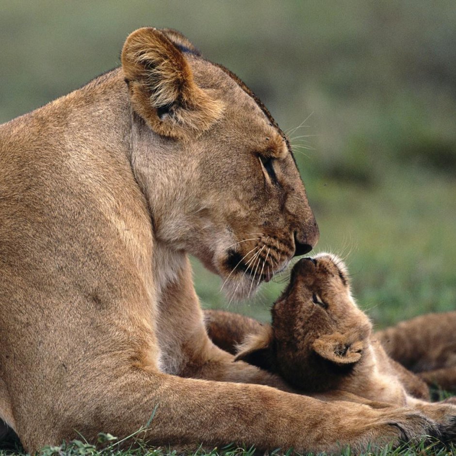 Львица красавица