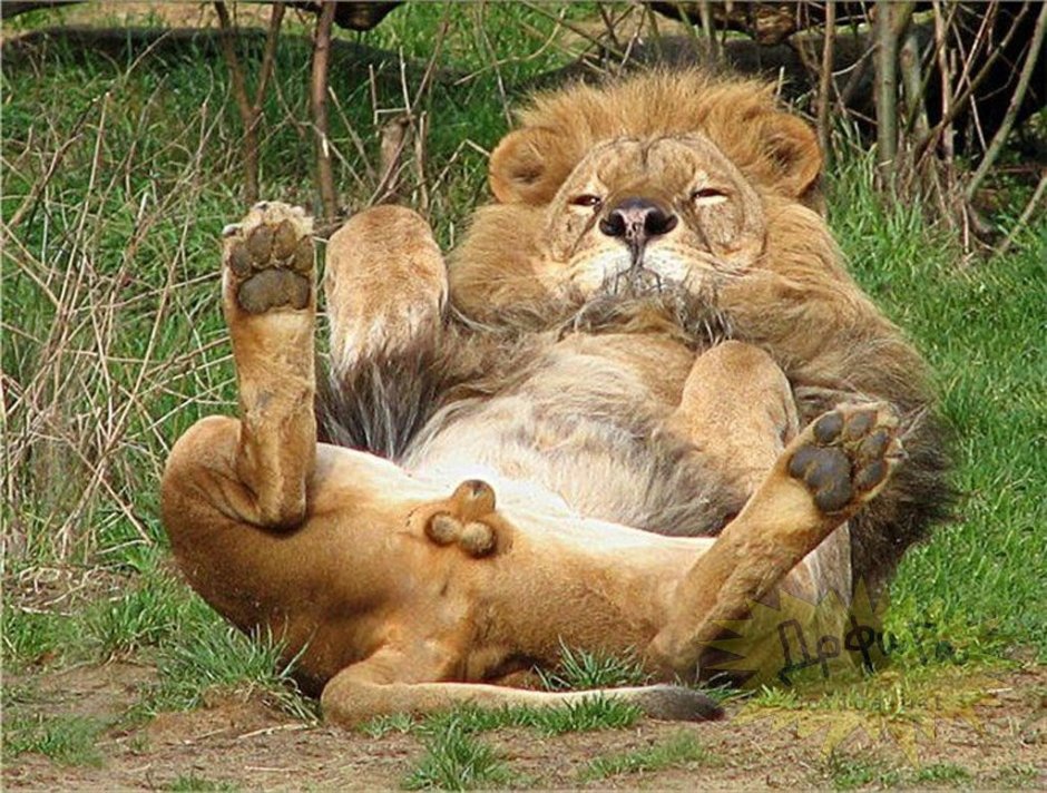 Лев львица и Львенок
