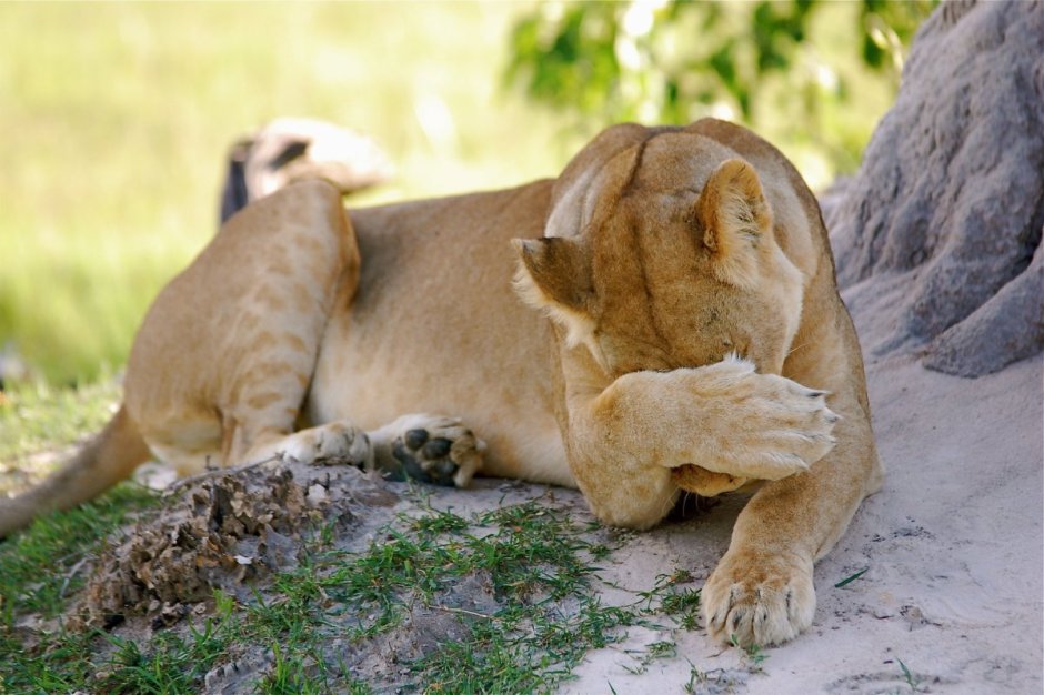 Смешные цитаты про Львов
