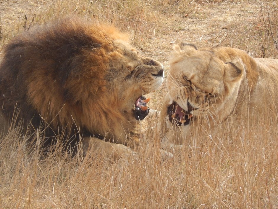Львица с короной