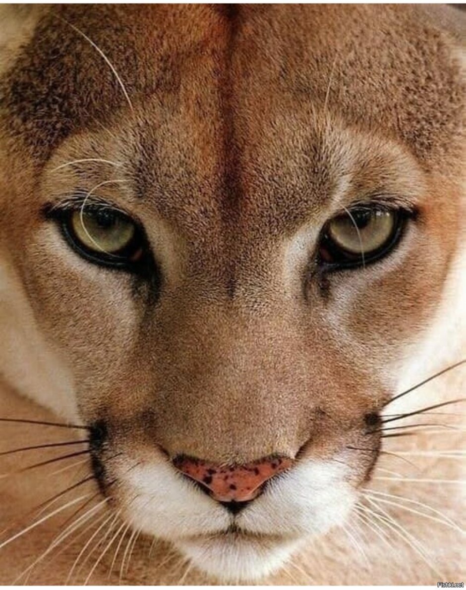 Львица кусает Льва за яйца