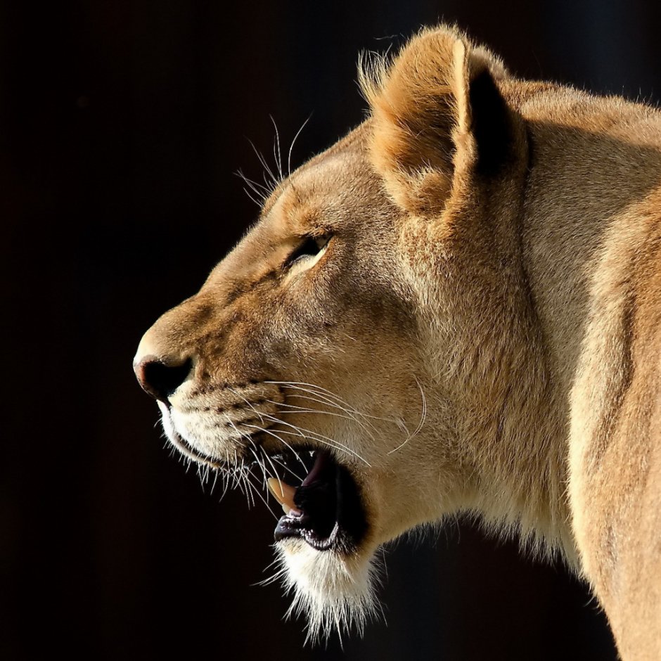 Лев львица и Львенок