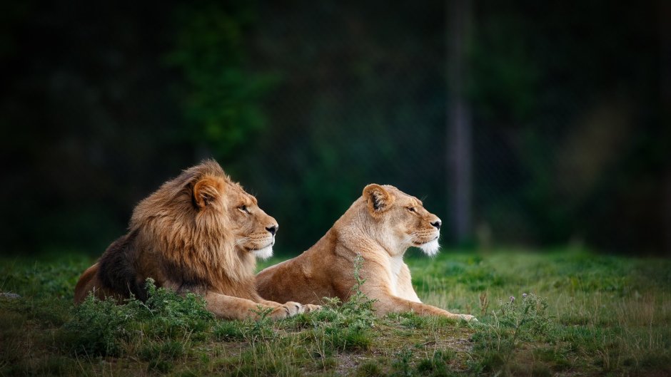 Рычание львицы