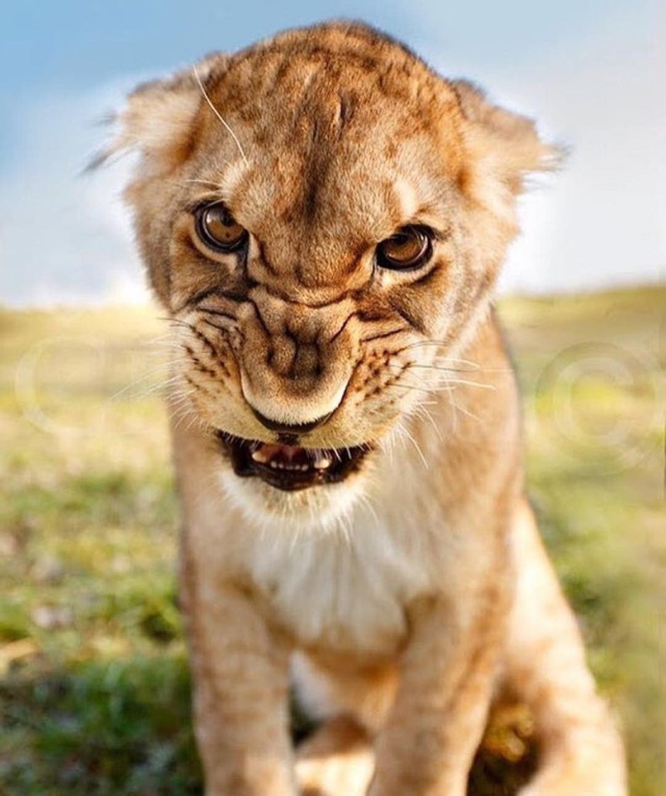 Львица живопись