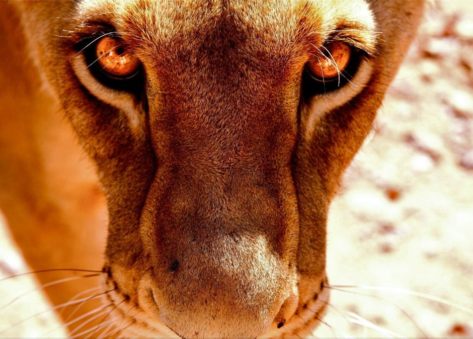 Печальная львица