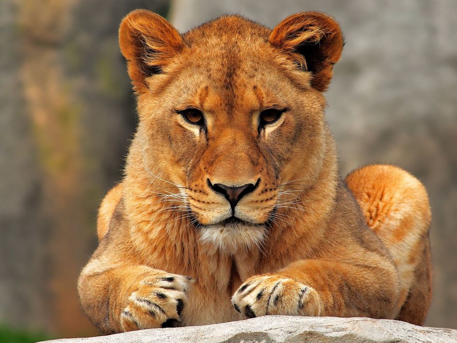 Лев и львица