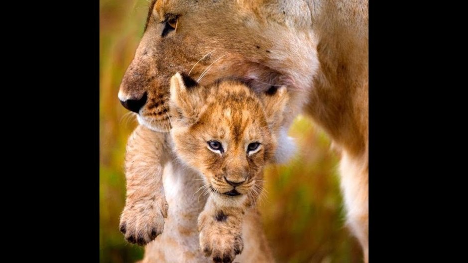 Лев и львица любовь