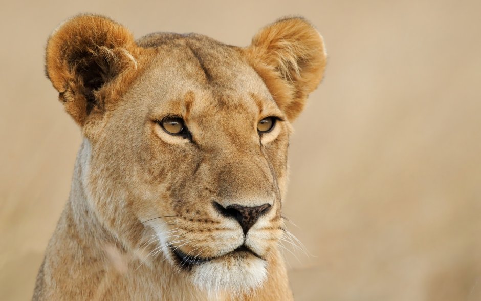 Обиженная львица