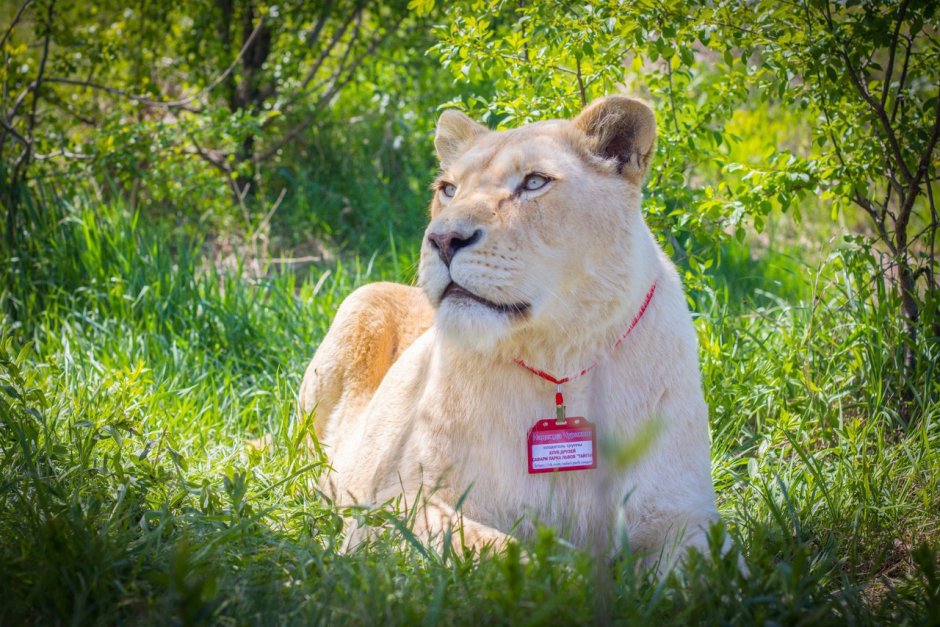 Лев и львица в обнимку