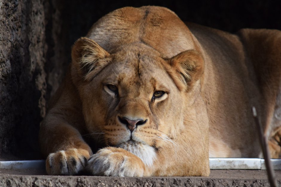 Львица рычит