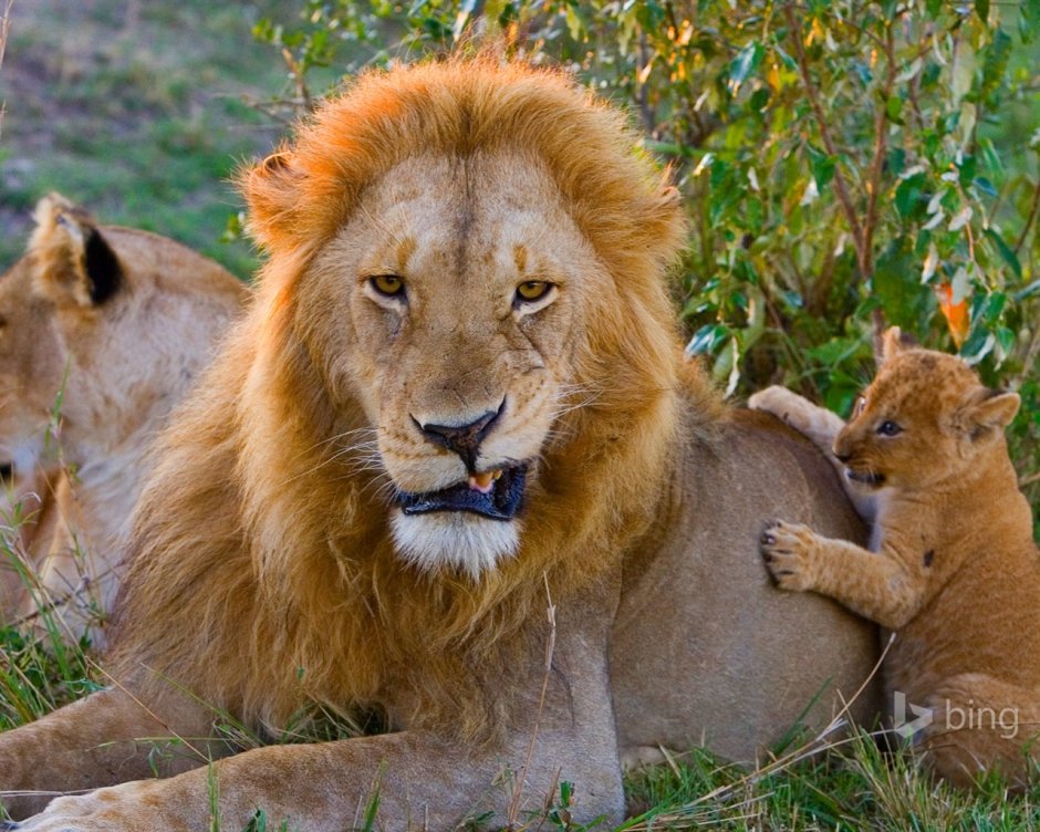 Львица с голубыми глазами