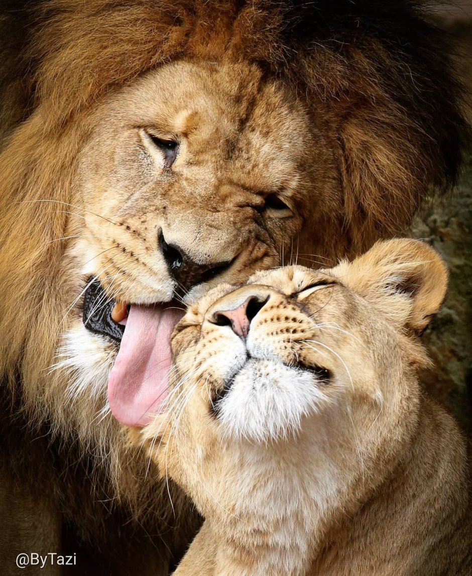 Львица фото