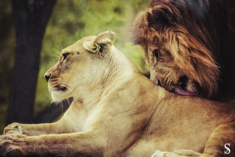 Лев львица и Львенок