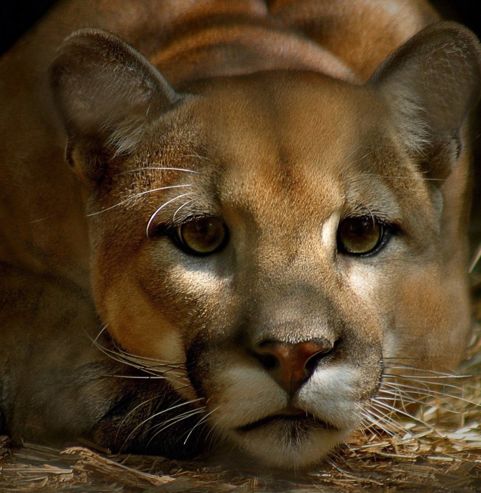 Львиная любовь