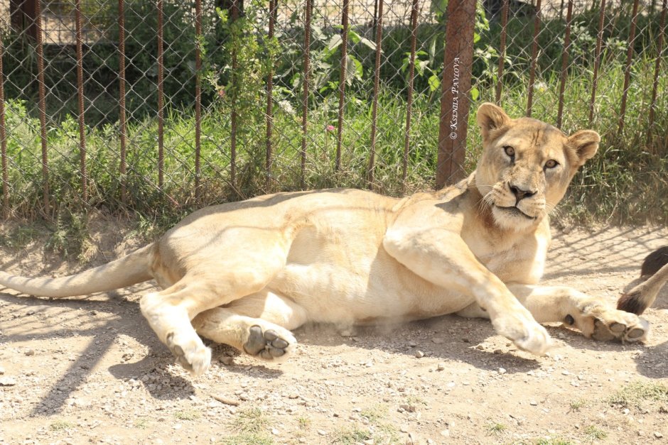 Злая львица