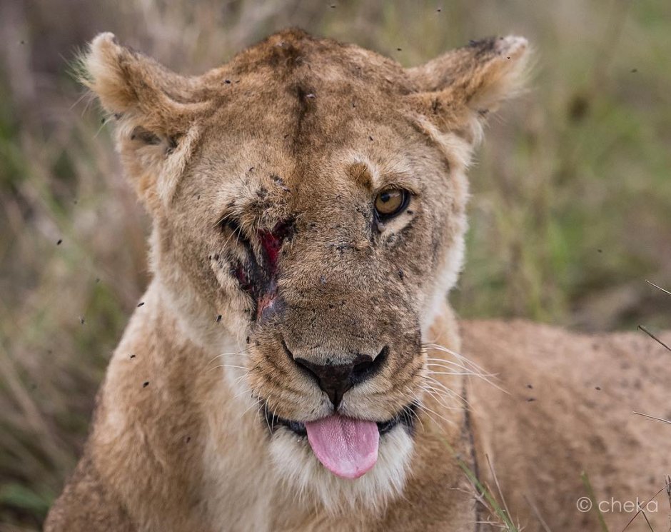 Львица с короной на голове