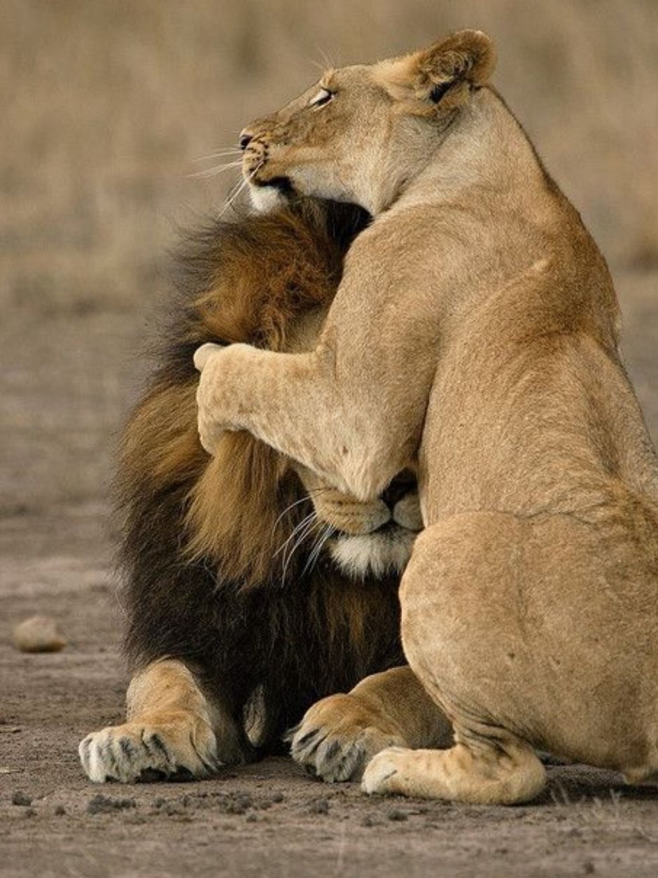 Лев и львица любовь