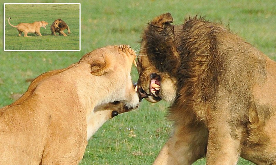 Смешной Лев