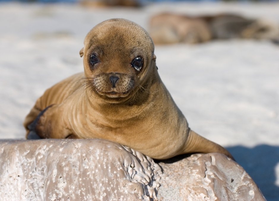 Planet Zoo Sea Lion