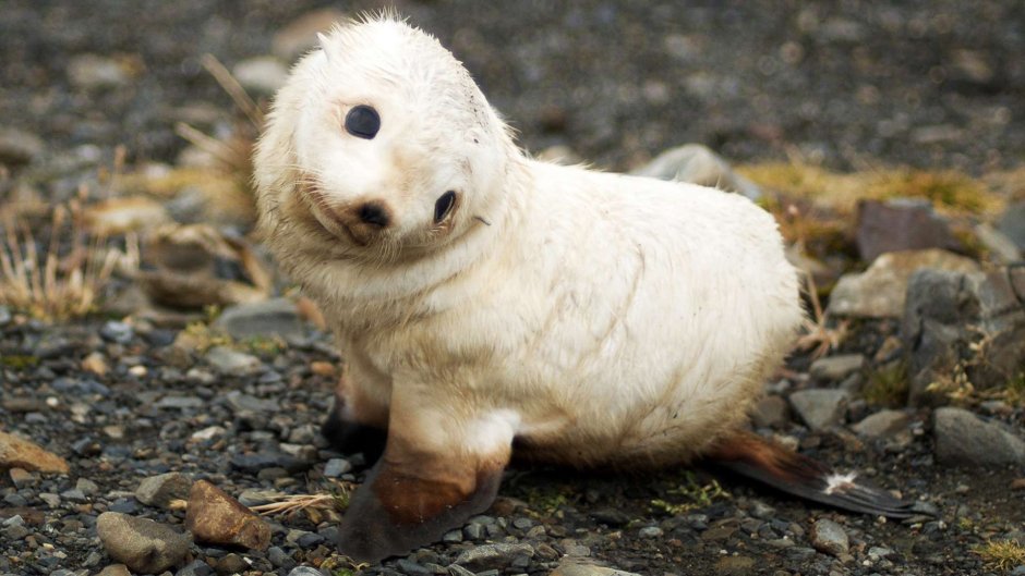 Wild animals the Elephant Seal 4 класс