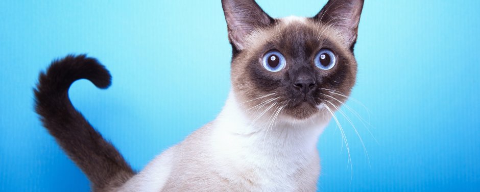 Сиамская кошка