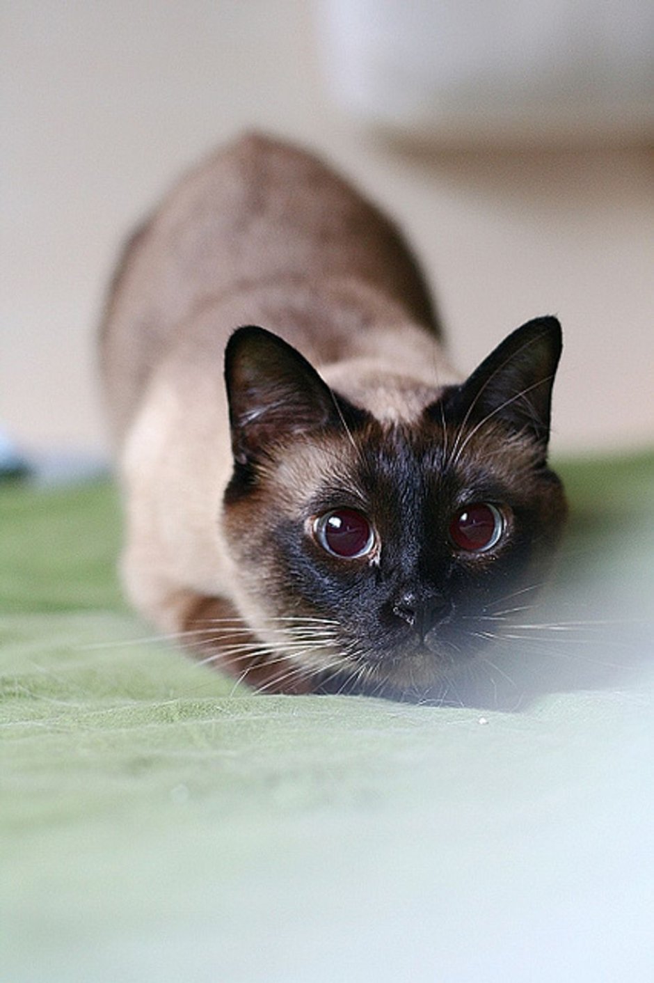 Бенгальский сиамский кот