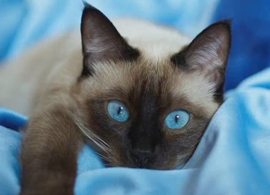 Сиамская кошка