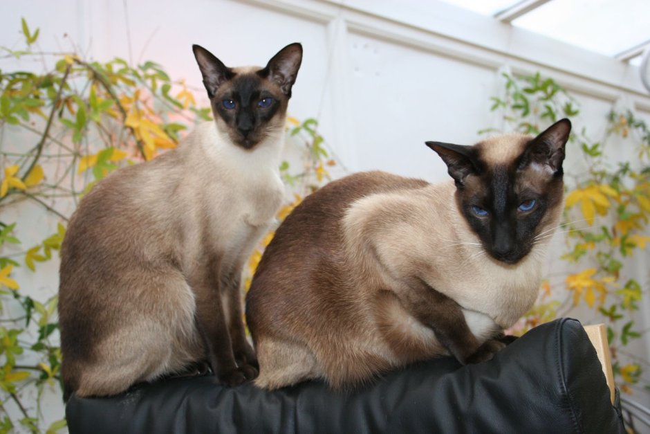 Сиамская кошка с собакой