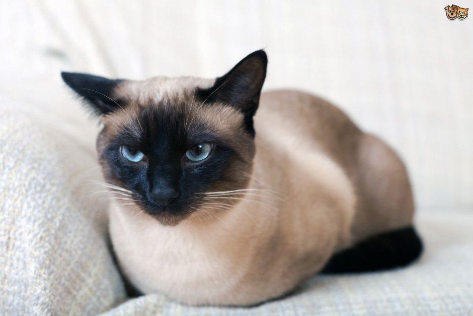 Сиамская Королевская