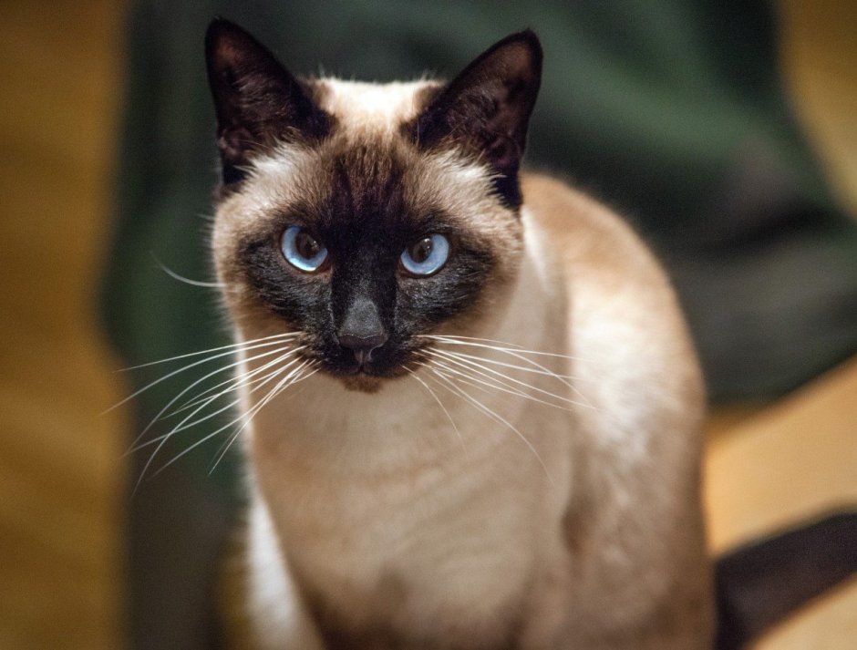 Сиамская кошка гладкошерстная