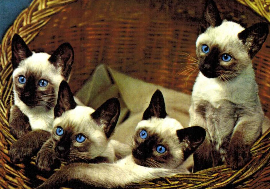 Тайская кошка