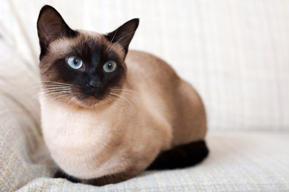 Сиамская кошка