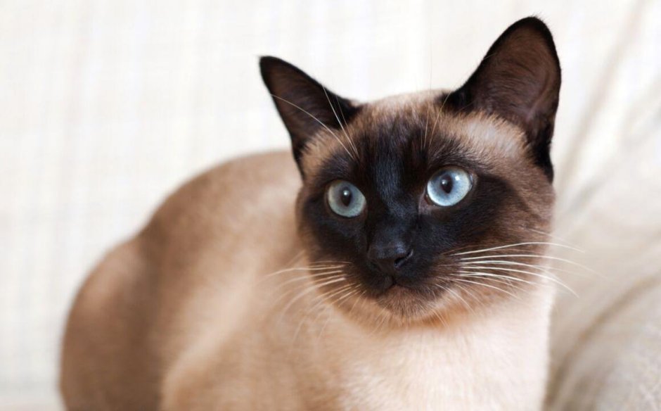 Сиамская кошка коричневая