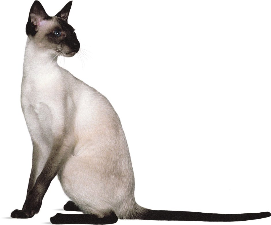 Сиамская кошка чистокровная