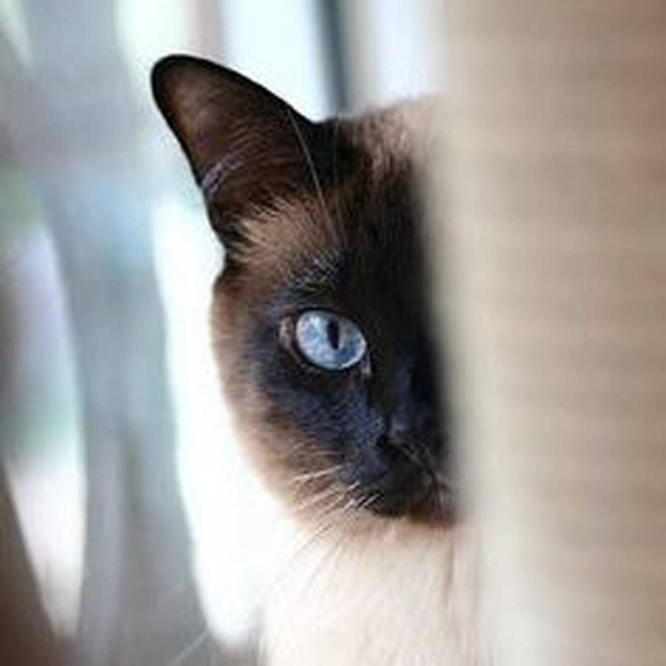 Сиамская кошка