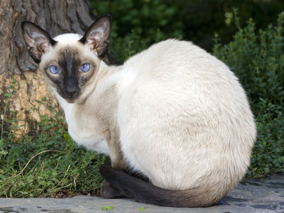 Египетская Сиамская кошка