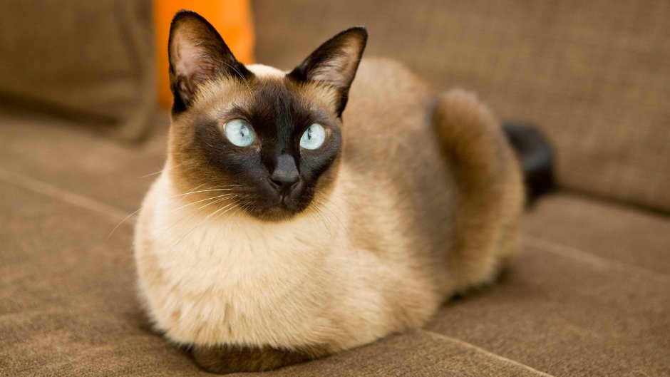 Королевская Сиамская кошка