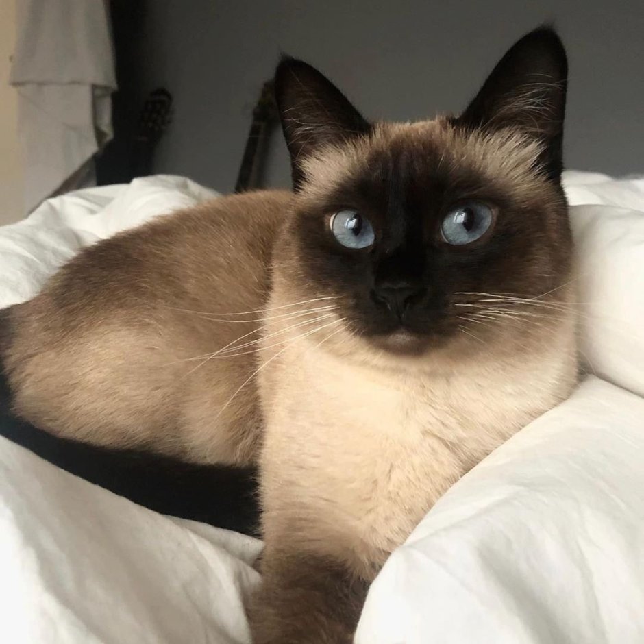 Королевская Сиамская кошка