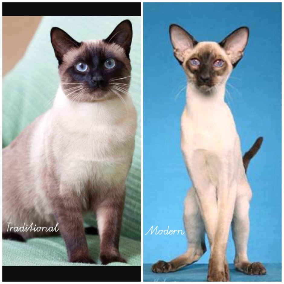 Сиамские кошки раньше