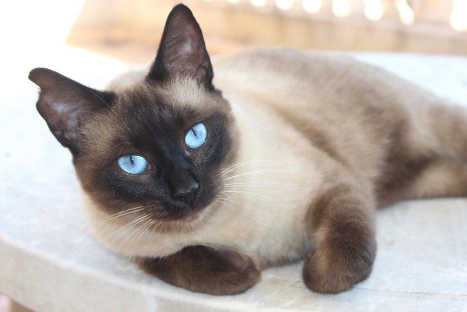 Сиамский кот чистокровный