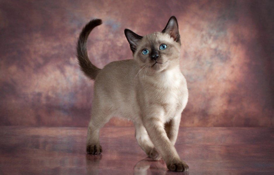 Сиамский кот