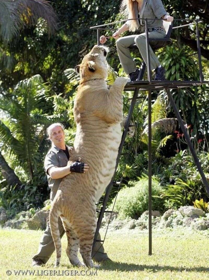 Эстетика тигров