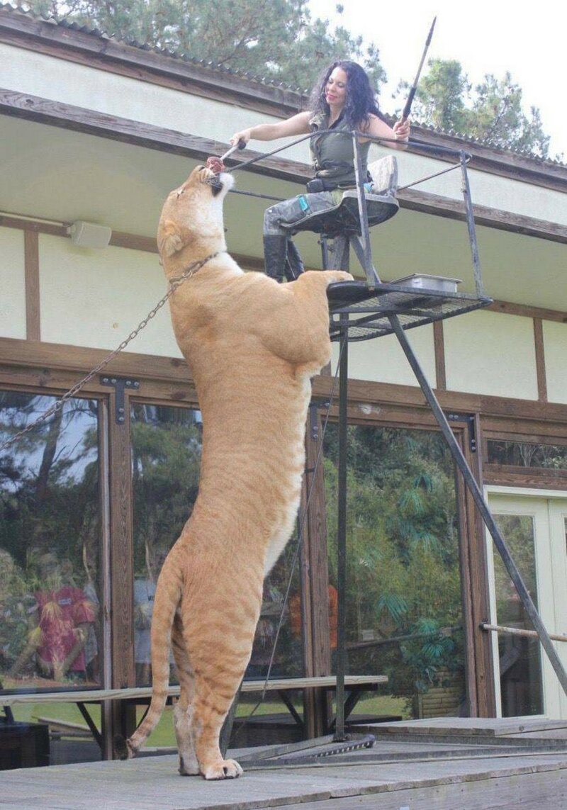 Тигр обнимается с человеком