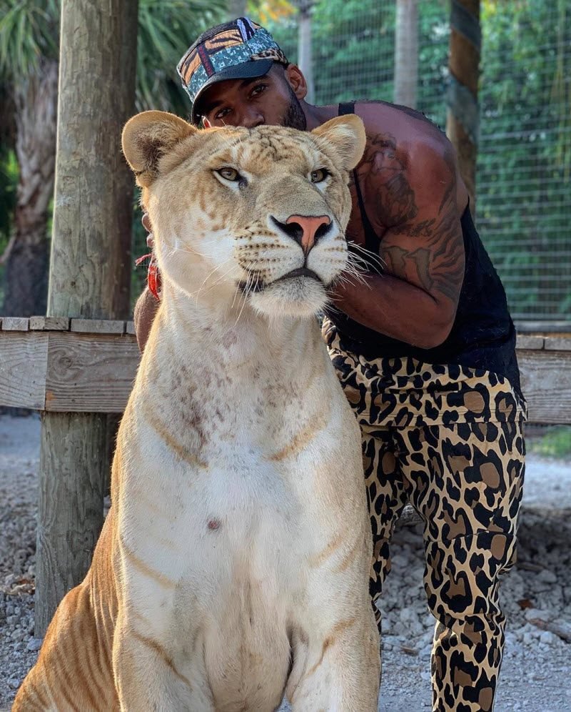 Лигр гибрид Льва и тигра